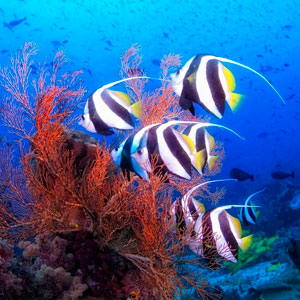 Guía viajar Bali